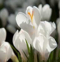 Crocus Vernus Jeanne De Arc